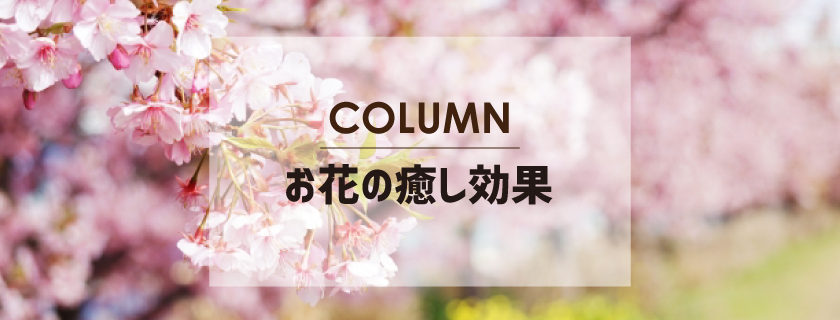 Column お花の癒し効果 Tsuboikaen 坪井花苑 名古屋市中区の老舗花屋